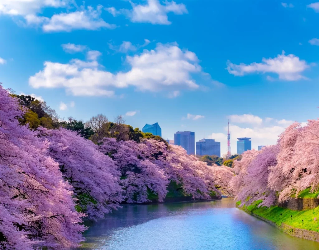 Tokyo, Japan Cherry Blossom Festival