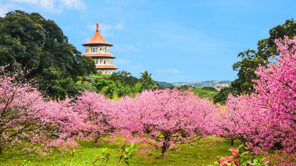 Taipei, Taiwan Cherry Blossom Festival