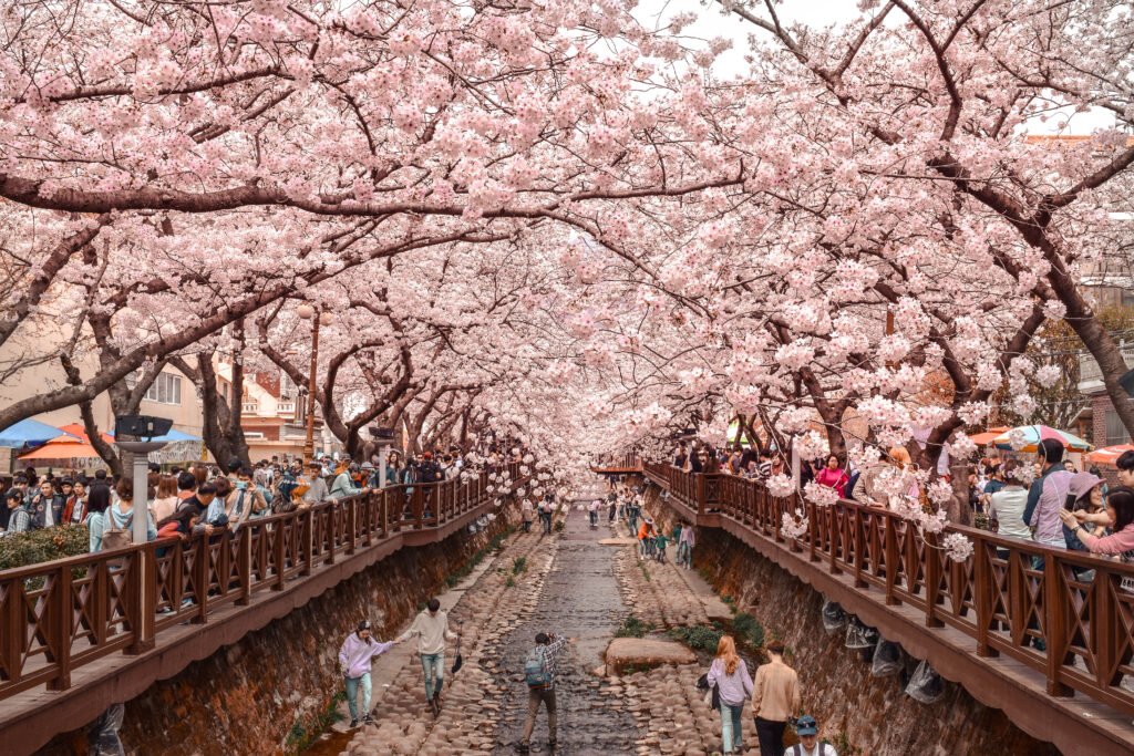 Jinhae, South Korea Cherry Blossom Festival