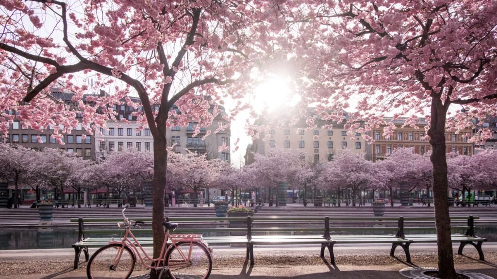 Stockholm, Sweden cherry blossom festival