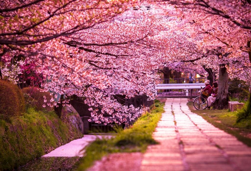 best places to visit in the world-the Cherry Blossom Festival, Kyoto, Japan