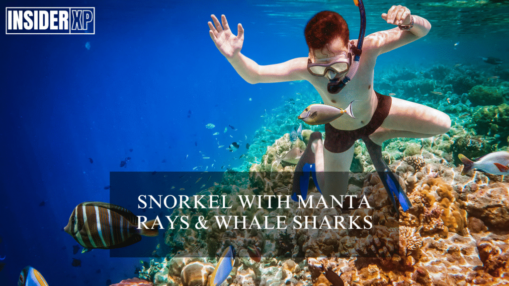Snorkel with the Manta Rays and Whale Sharks